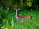 Fallow Deer - Daniel